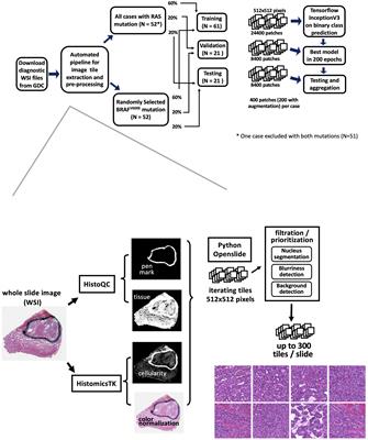 Classifying driver mutations of papillary thyroid carcinoma on whole slide image: an automated workflow applying deep convolutional neural network